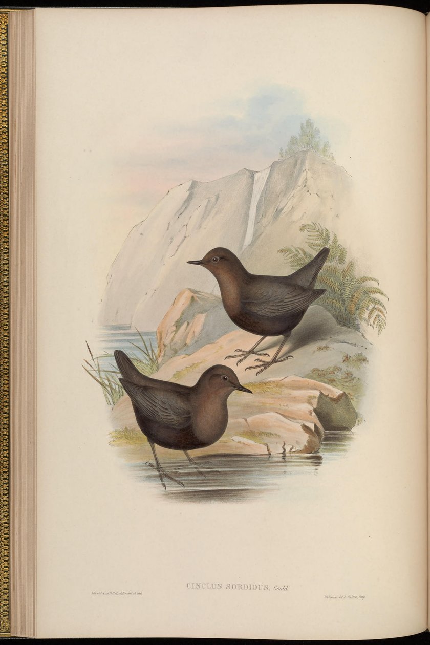 Cinclus sordidus = ciemna odmiana Cinclus cinclus cashmeriensis ref autorstwa John Gould