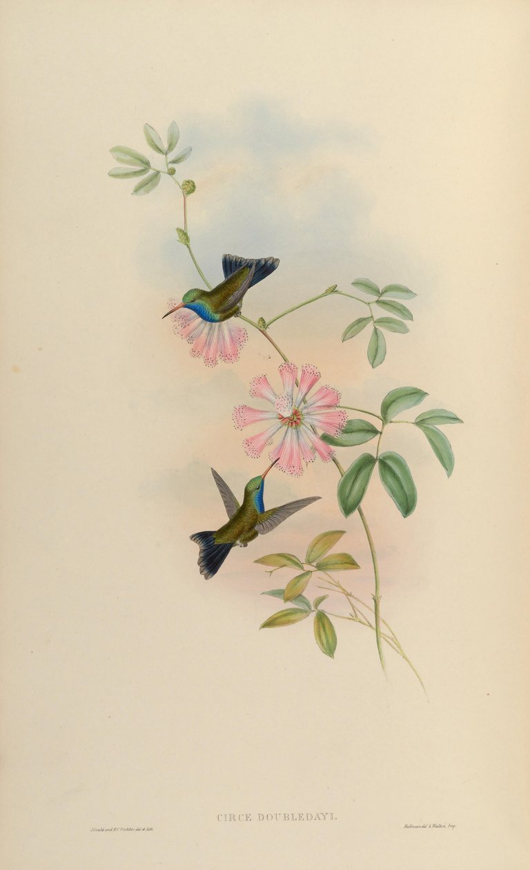 Circe doubledayi = Cynanthus latirostris doubledayi autorstwa John Gould