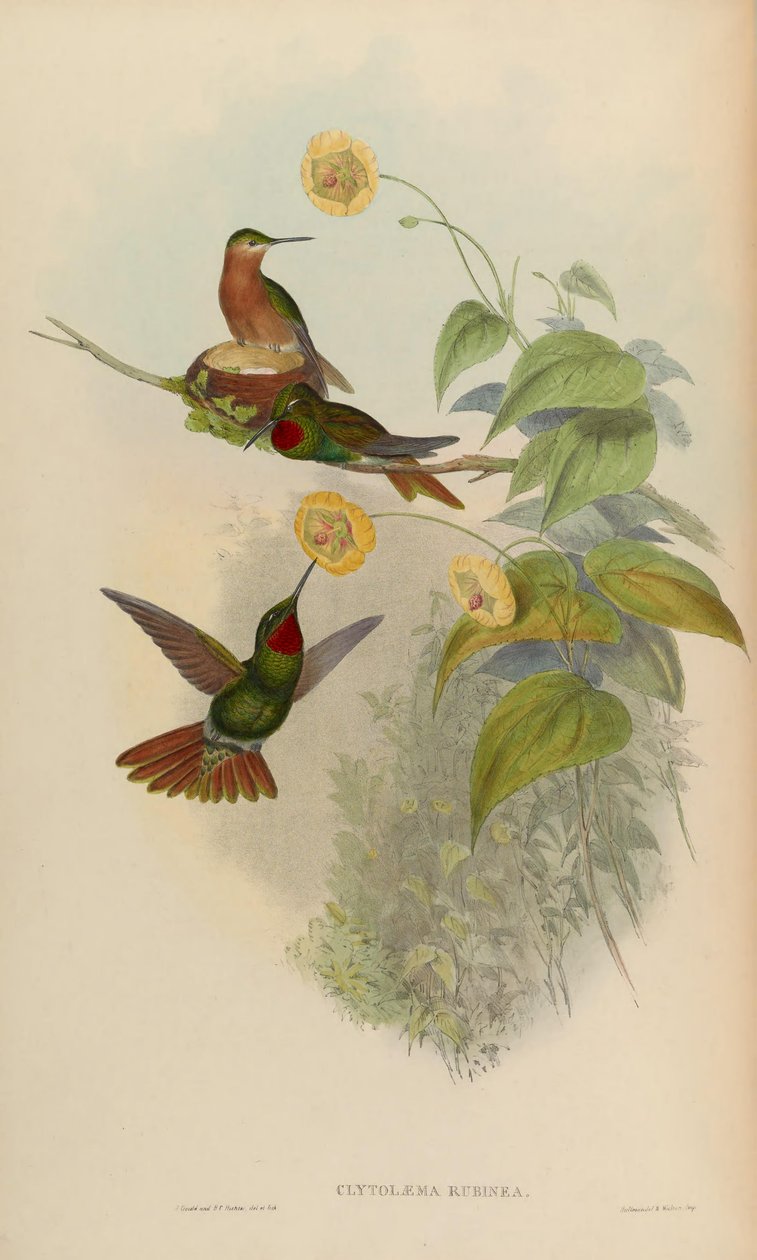 Clytolaema rubinea = Clytolaema rubinea autorstwa John Gould