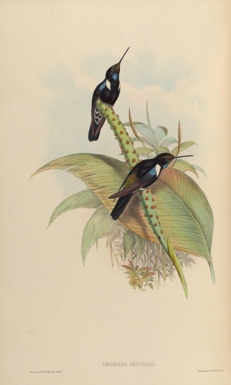 Coeligena prunellei autorstwa John Gould