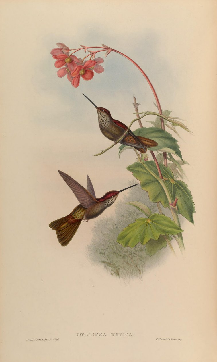 Coeligena typica = Coeligena coeligena autorstwa John Gould