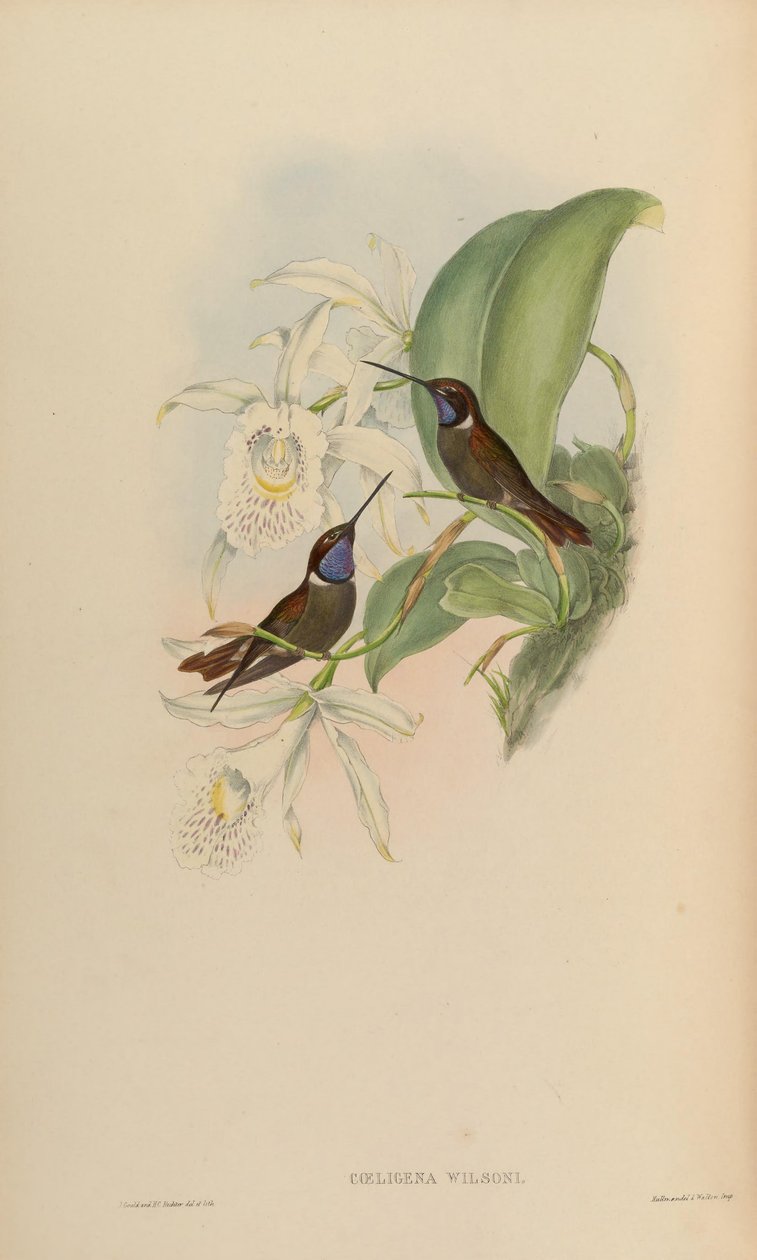 Coeligena wilsoni autorstwa John Gould