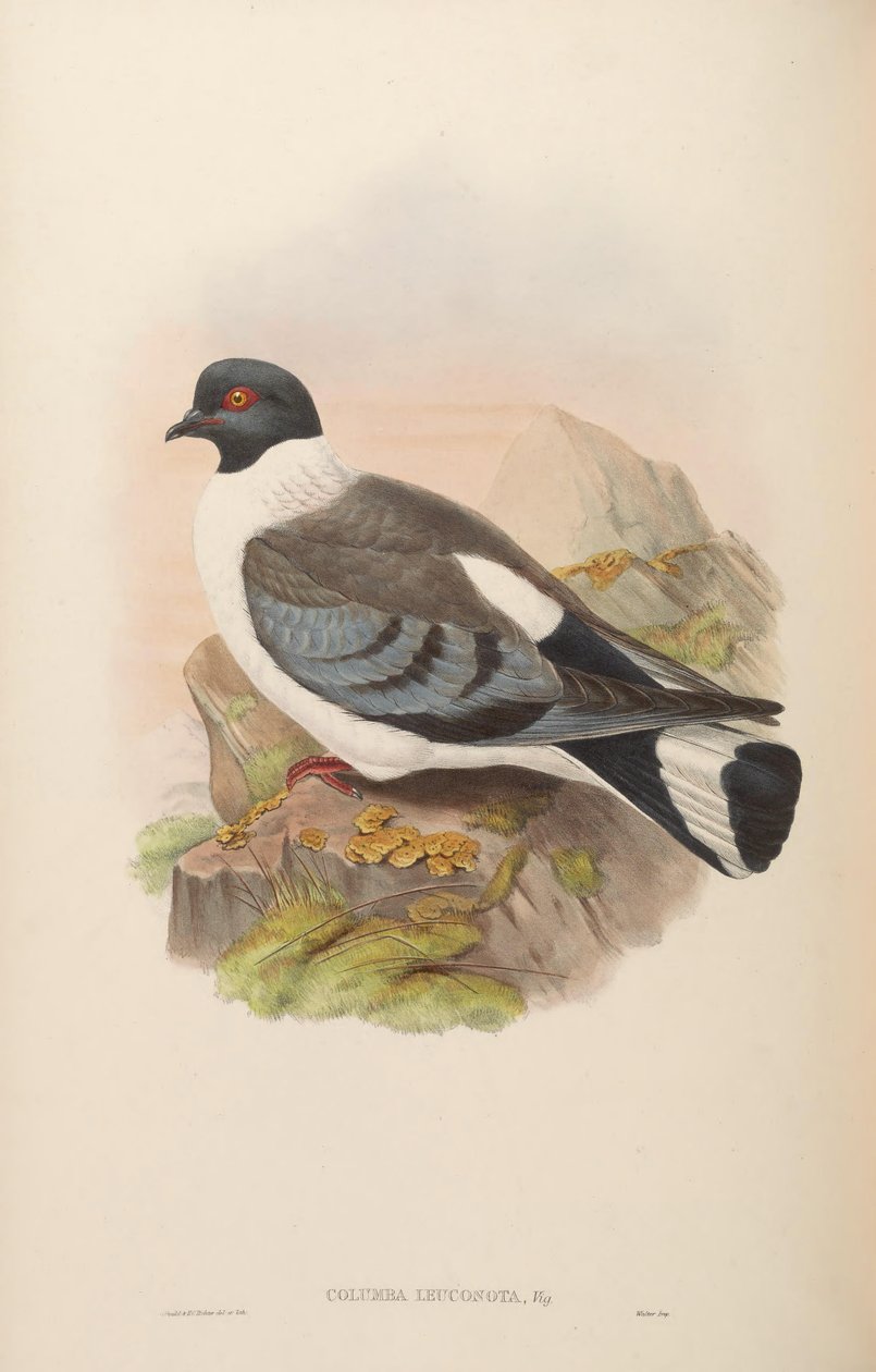 Columba leuconota autorstwa John Gould