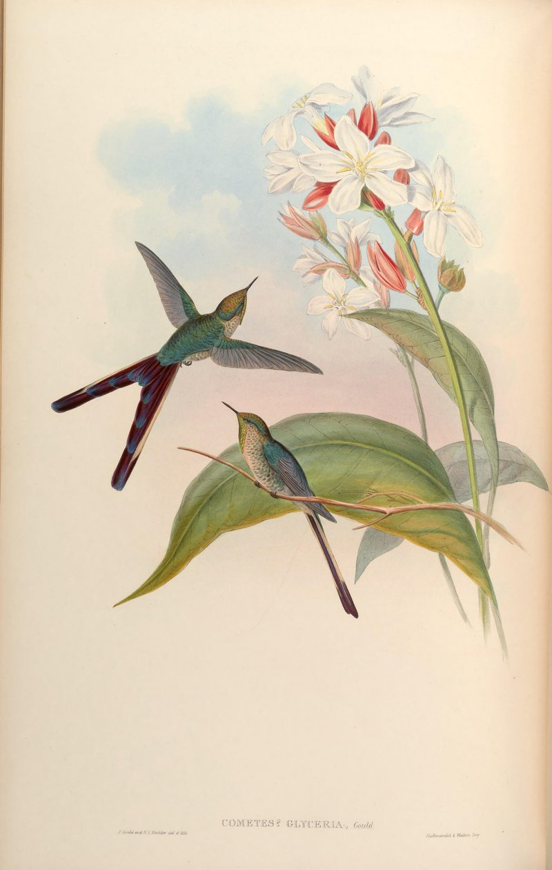Kometa Glyceria = Lesbia zwycięstwa x Ramphomicron microrhynchus autorstwa John Gould
