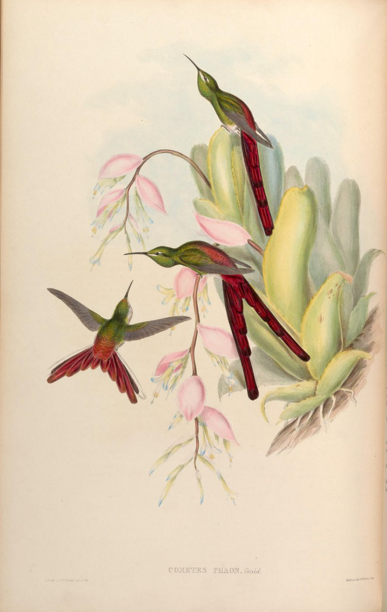 Faon komet = Safona sparganura autorstwa John Gould