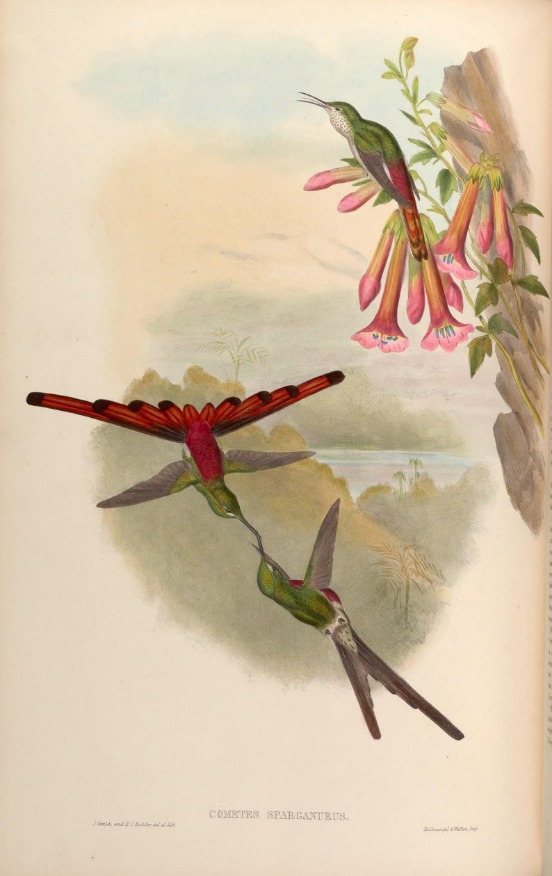 Cometes sparganurus = Safona sparganura autorstwa John Gould