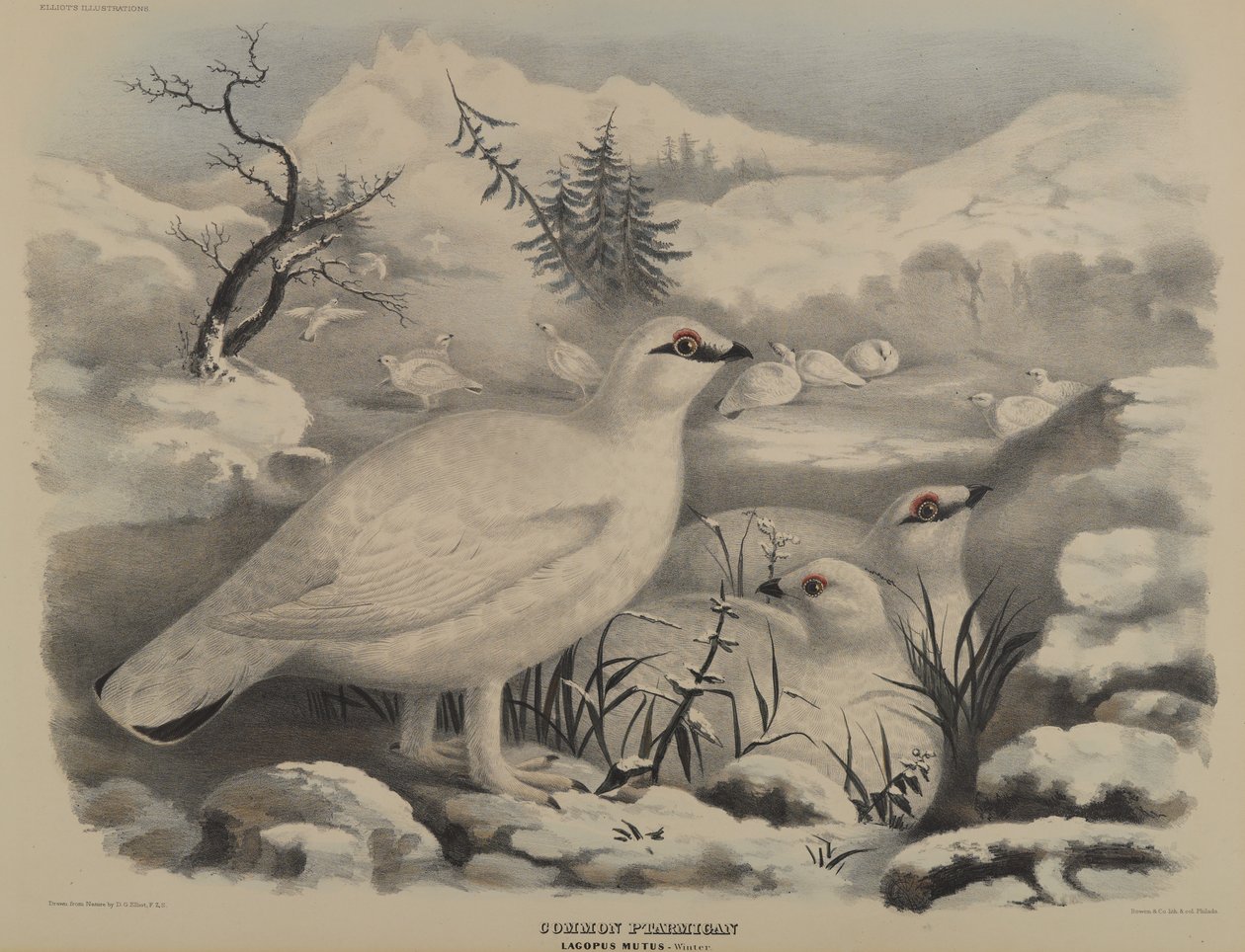 Ptarmigan zwyczajny autorstwa John Gould
