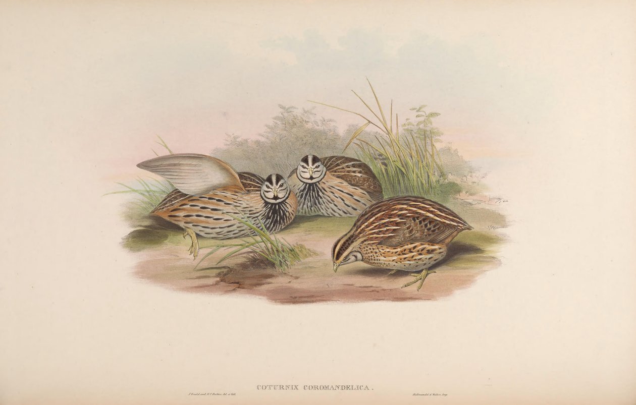 Coturnix coromandelica autorstwa John Gould