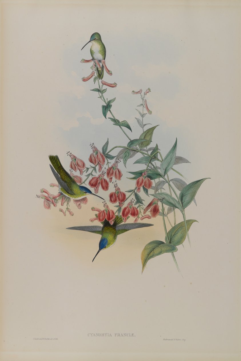 Cyanomyia Franciae: Francias Azure-Crown autorstwa John Gould