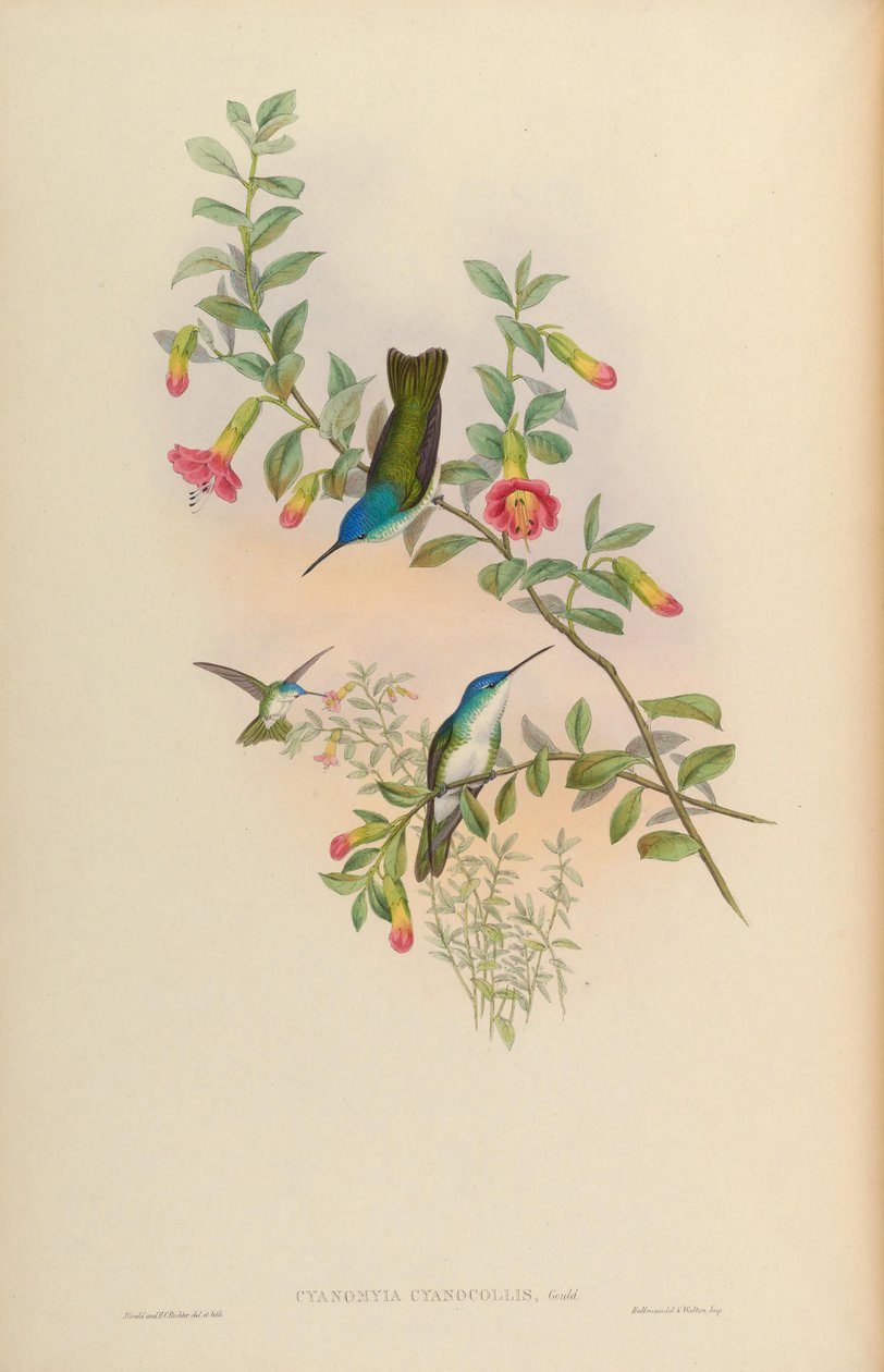 Cyanomyia cyanicollis = Amazilia franciae cyanicollis autorstwa John Gould