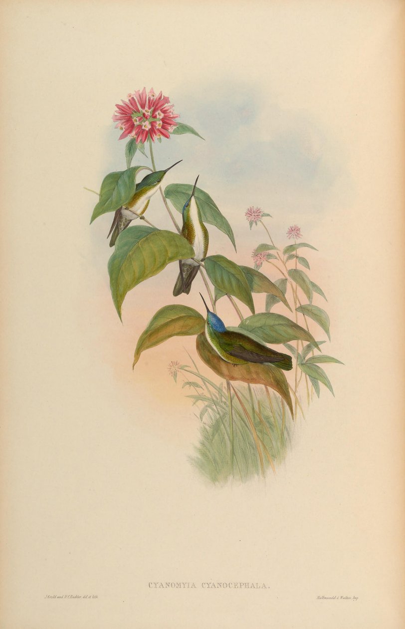 Cyanomyia cyanocephala = Amazilia cyanocephala autorstwa John Gould