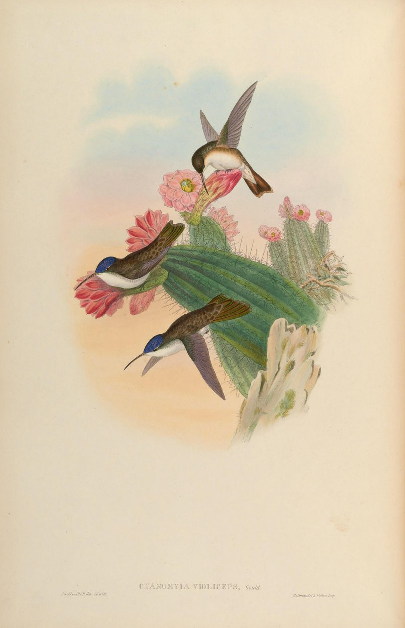 Cyanomyia violiceps = Amazilia violiceps autorstwa John Gould
