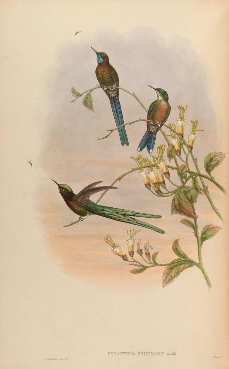 Cynanthus bolivianus = Aglaiocercus kingi szmaragd autorstwa John Gould