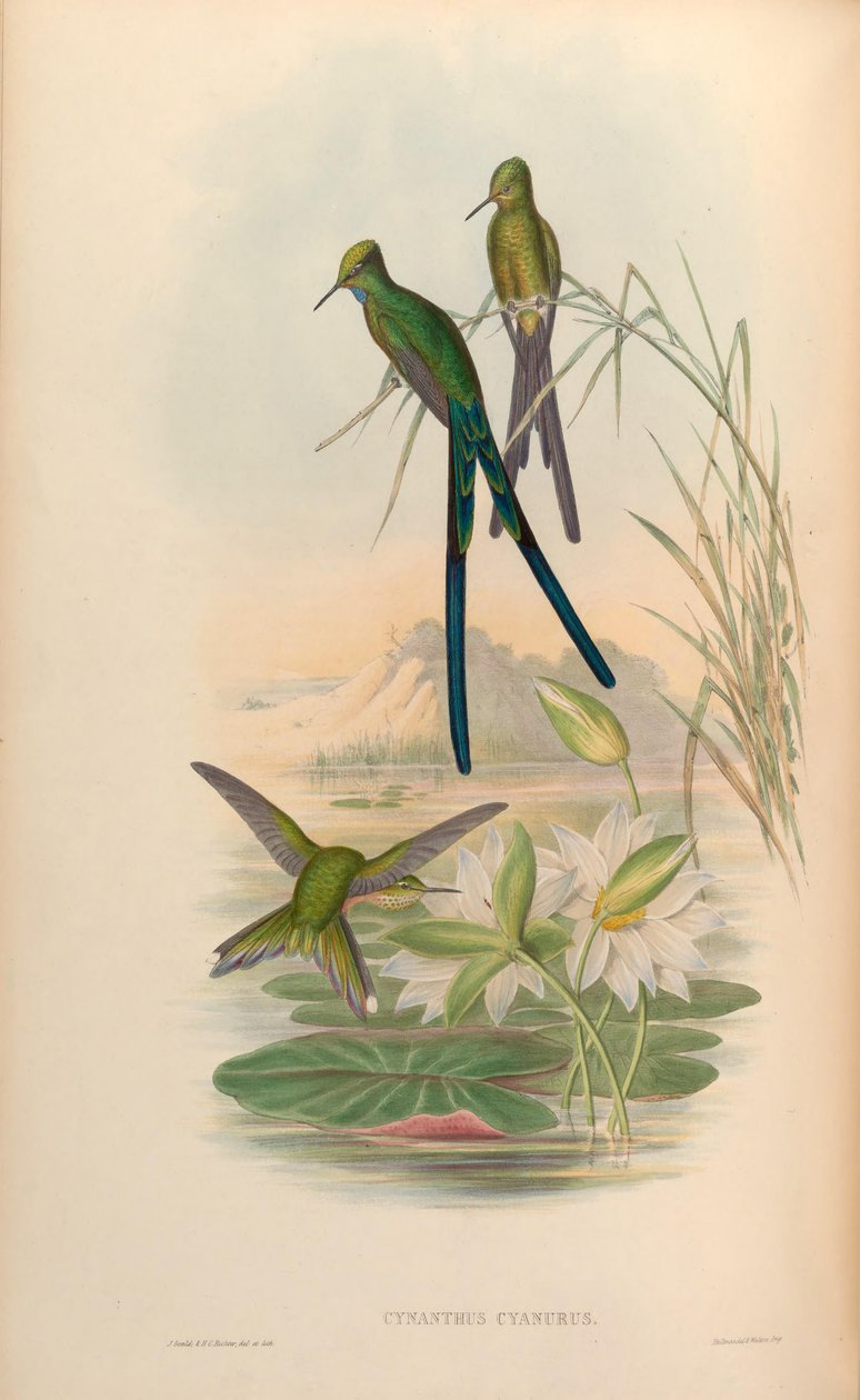 Cynanthus cyanurus = Aglaiocercus kingi autorstwa John Gould