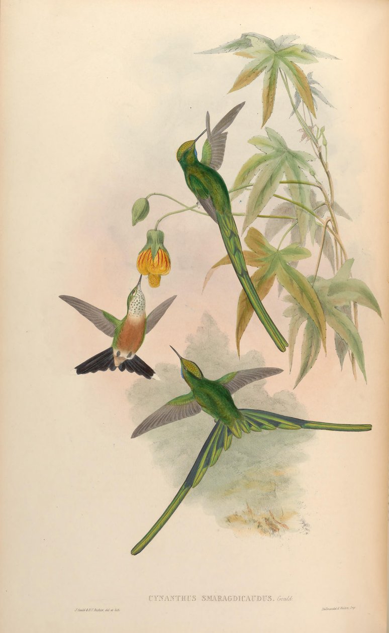 Cynanthus smaragdicaudus = Aglaiocercus kingi smaragdinus autorstwa John Gould