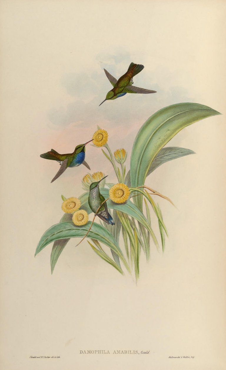 Damophila amabilis = Amazilia amabilis autorstwa John Gould