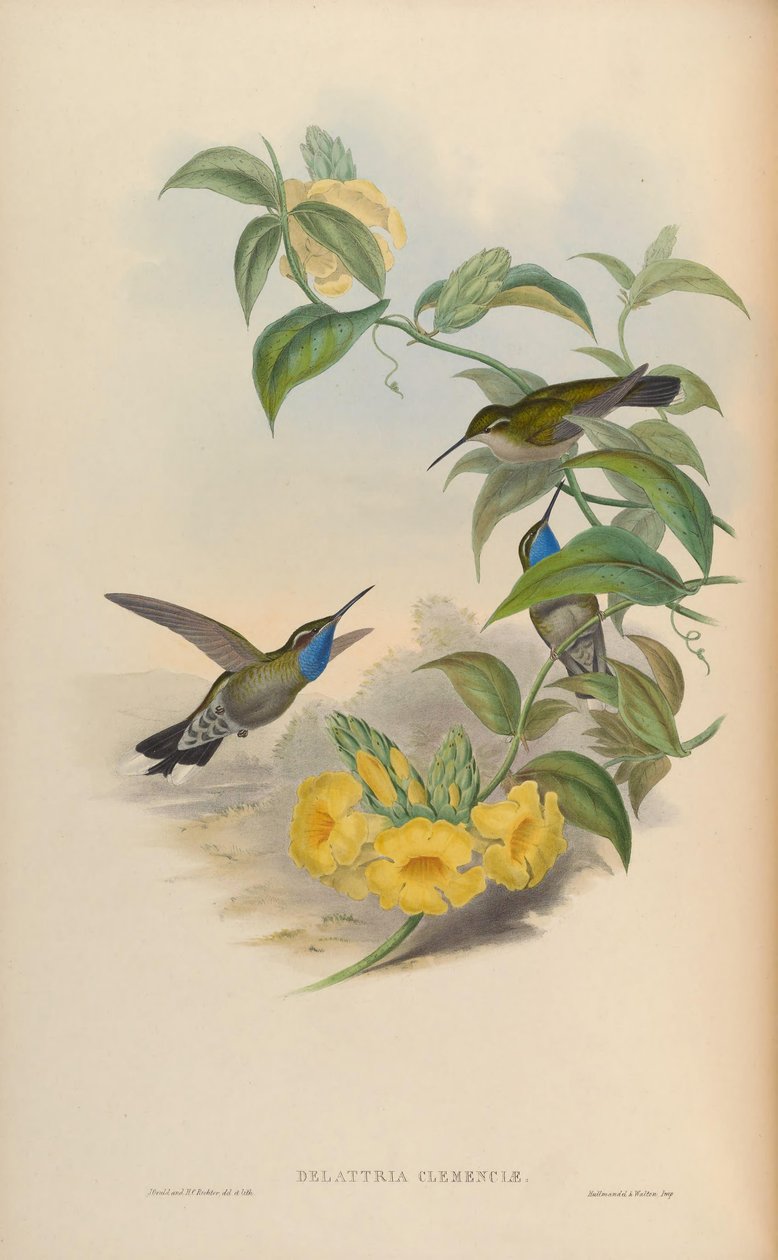 Delattria clemenciae = Lampornis clemenciae autorstwa John Gould