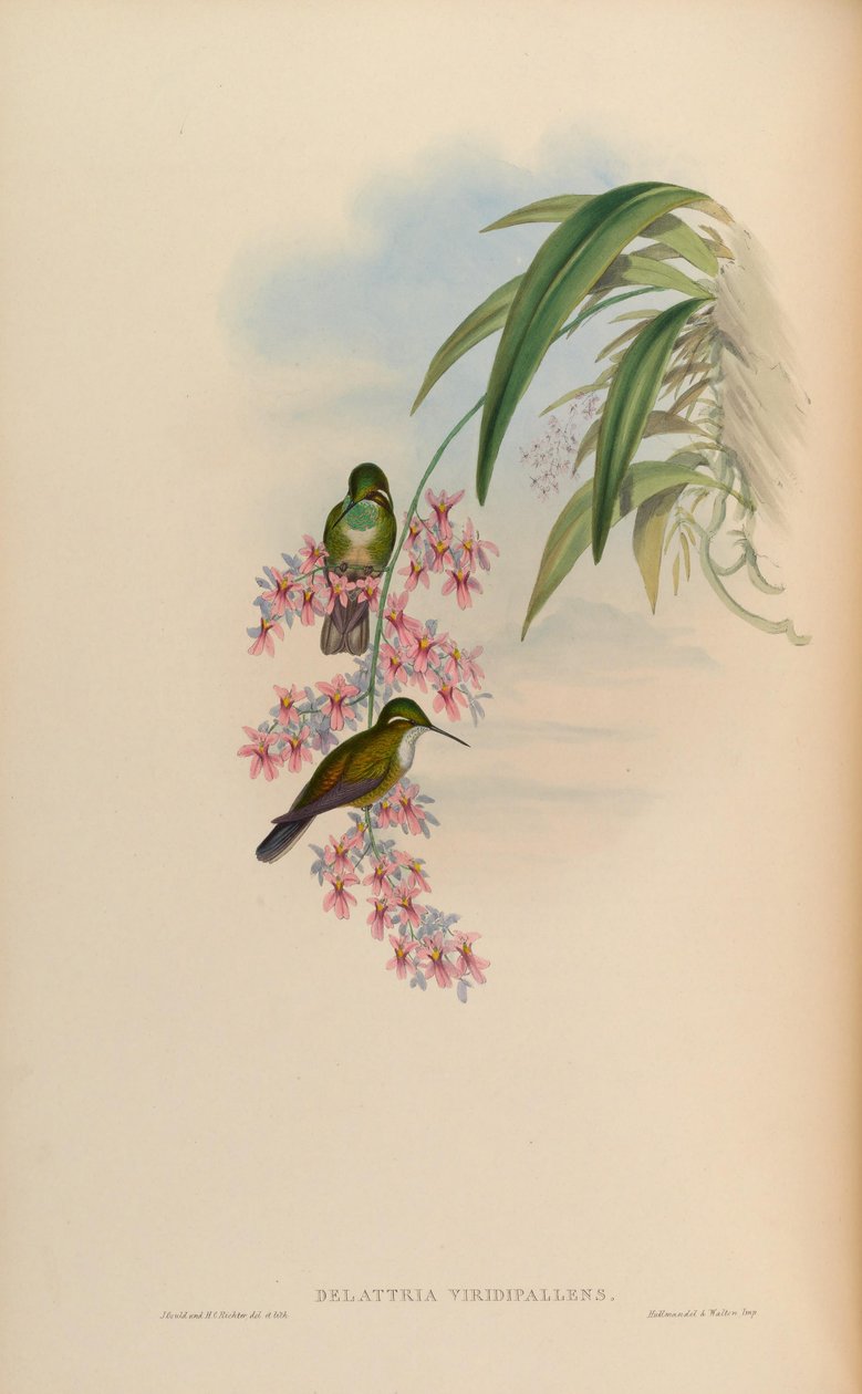 Delattria viridisspallens = Lampornis autorstwa John Gould