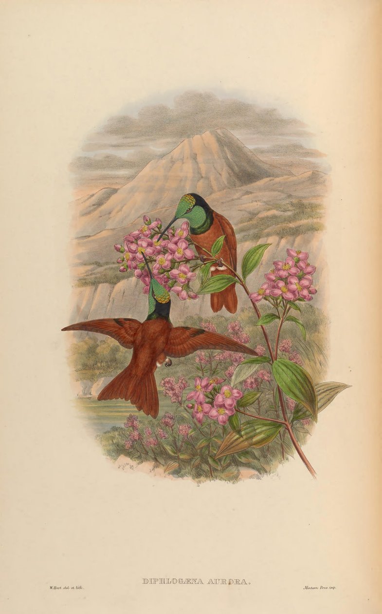 Diphlogaena aurora = Coeligena iris aurora autorstwa John Gould