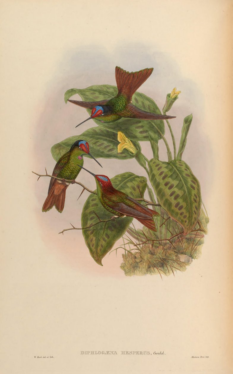 Diphlogaena hesperus = Coeligena iris hesperus autorstwa John Gould