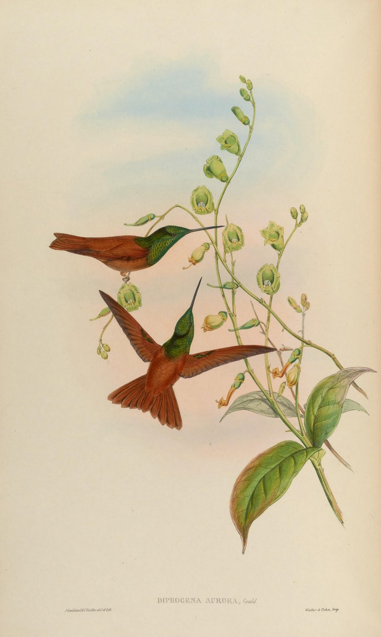 Diphogena aurora = Coeligena iris aurora autorstwa John Gould