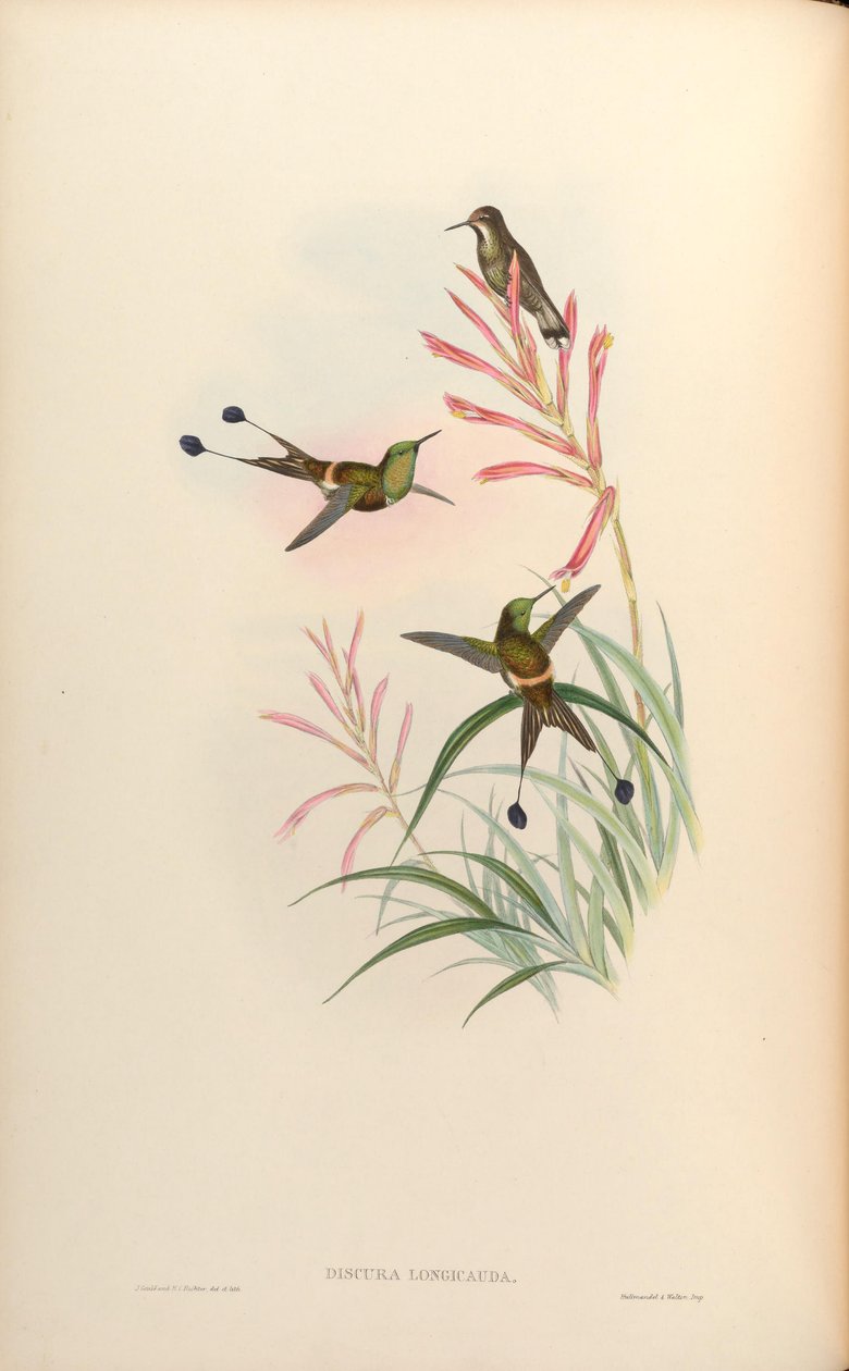 Discura longicauda = Discosura longicauda autorstwa John Gould