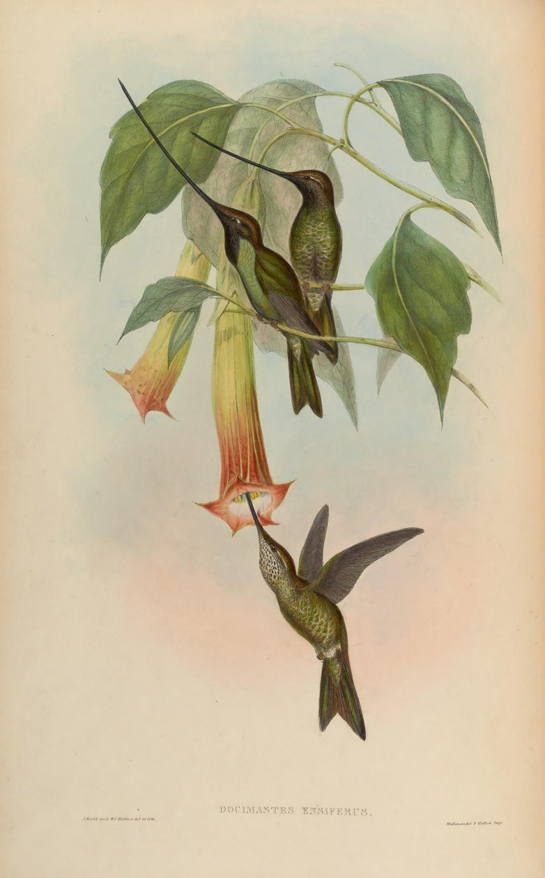 Docimastes ensiferus = Ensifera ensifera autorstwa John Gould