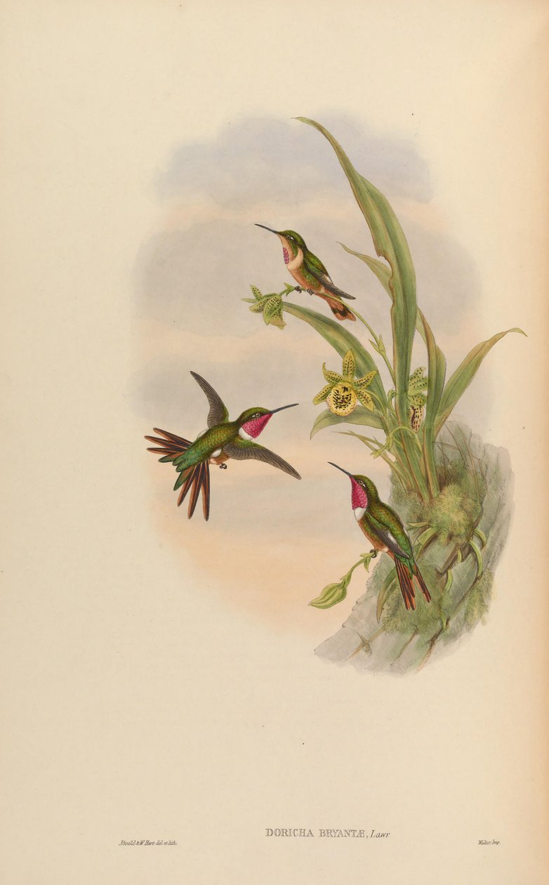 Doricha bryantae = Calliflox bryantae autorstwa John Gould