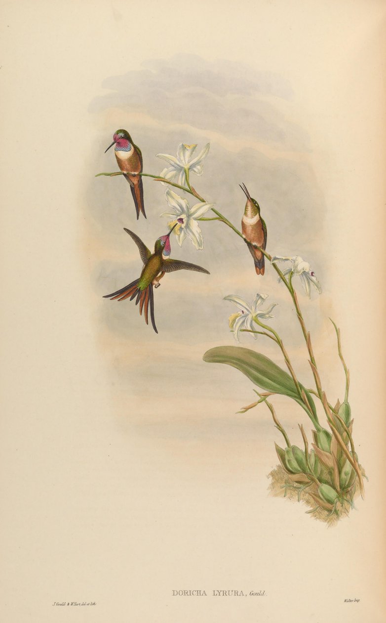 Doricha lyrura = Calliflox evelynae autorstwa John Gould