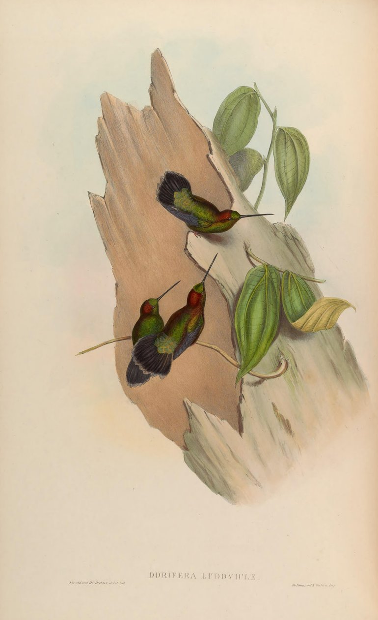 Doryfera ludoviciae autorstwa John Gould