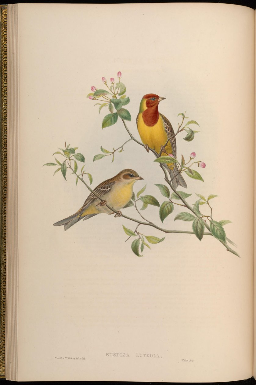 Emberiza luteola = Emberiza brunniceps autorstwa John Gould