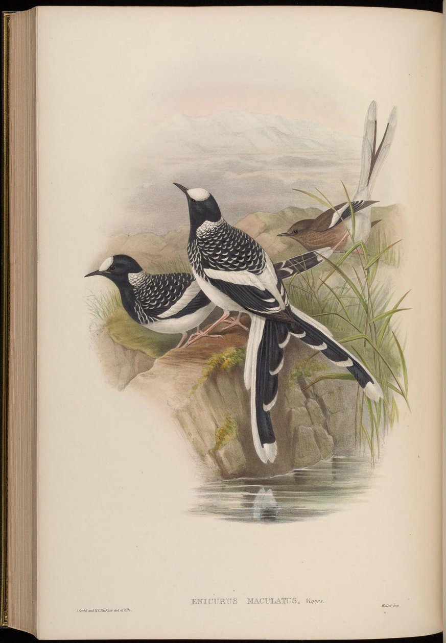 Enicurus maculatus autorstwa John Gould
