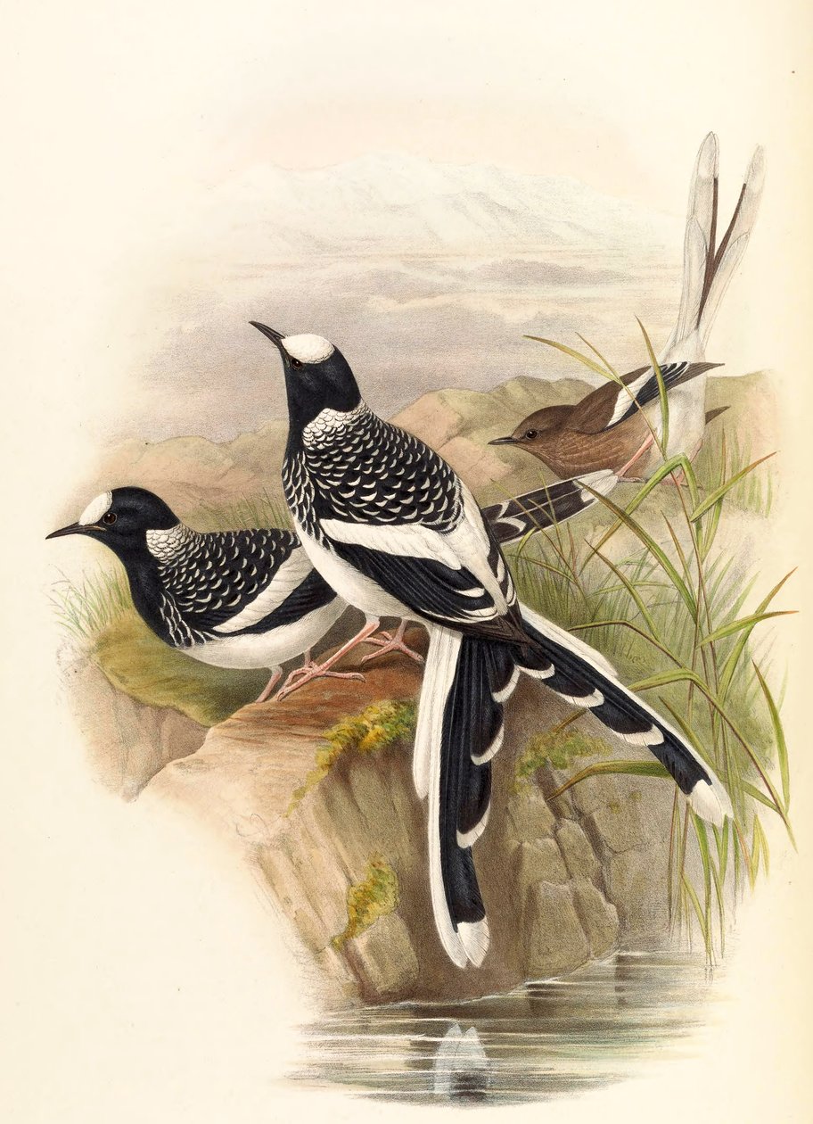 Enicurus maculatus autorstwa John Gould