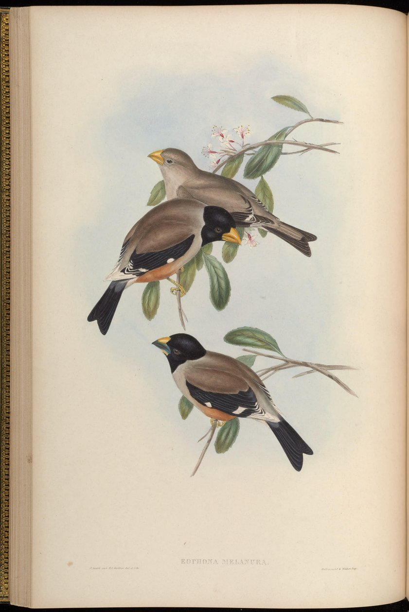 Eophona melanura = Eophona migratoria autorstwa John Gould