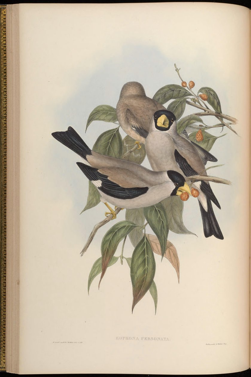 Eophona persona autorstwa John Gould