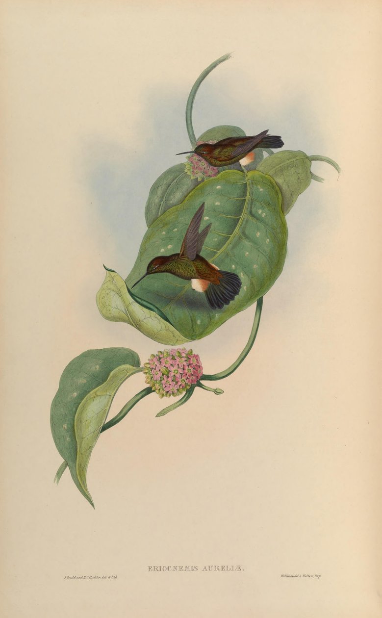 Poczwarki Eriocnemis = poczwarki Haplophaedia autorstwa John Gould