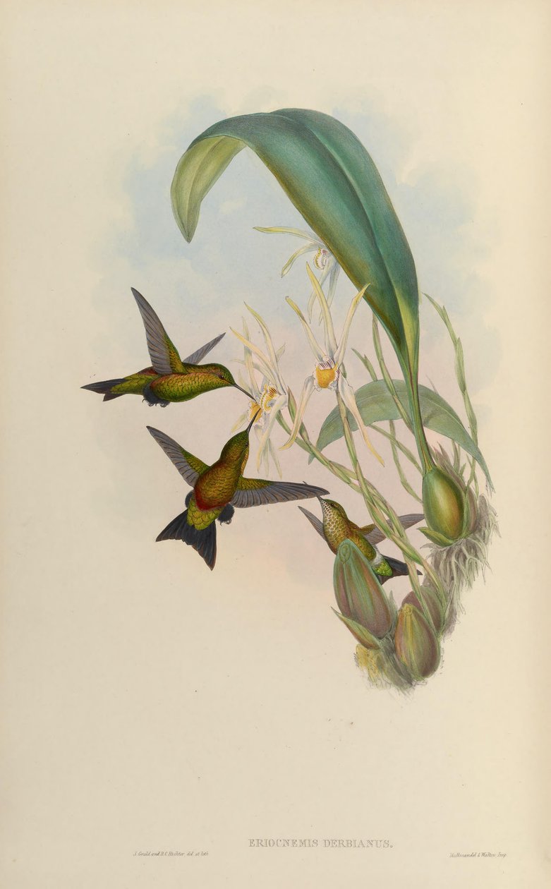 Eriocnemis derby autorstwa John Gould