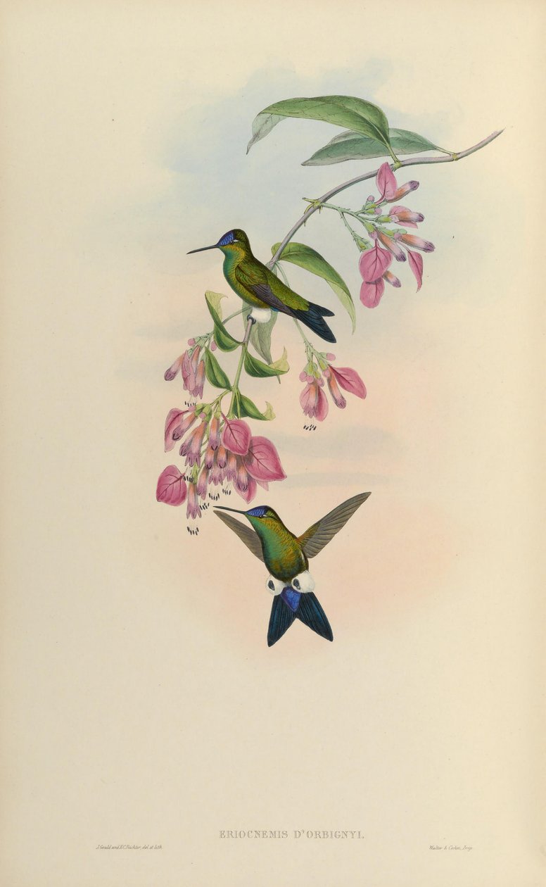 Eriocnemis dorbignyi = Eriocnemis glaucopoides autorstwa John Gould