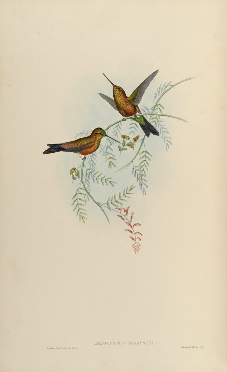 Eriocnemis isaacsoni = Eriocnemis sp. x Helianthea sp autorstwa John Gould