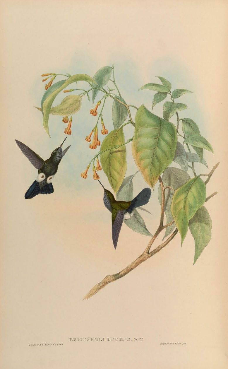 Eriocnemis żałoba = Haplofaedia autorstwa John Gould