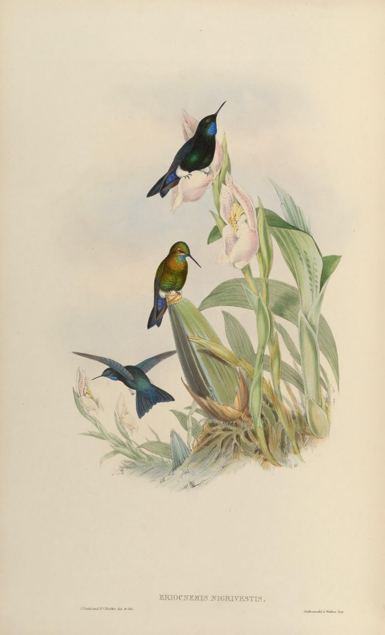 Eriocnemis nigrivestis autorstwa John Gould