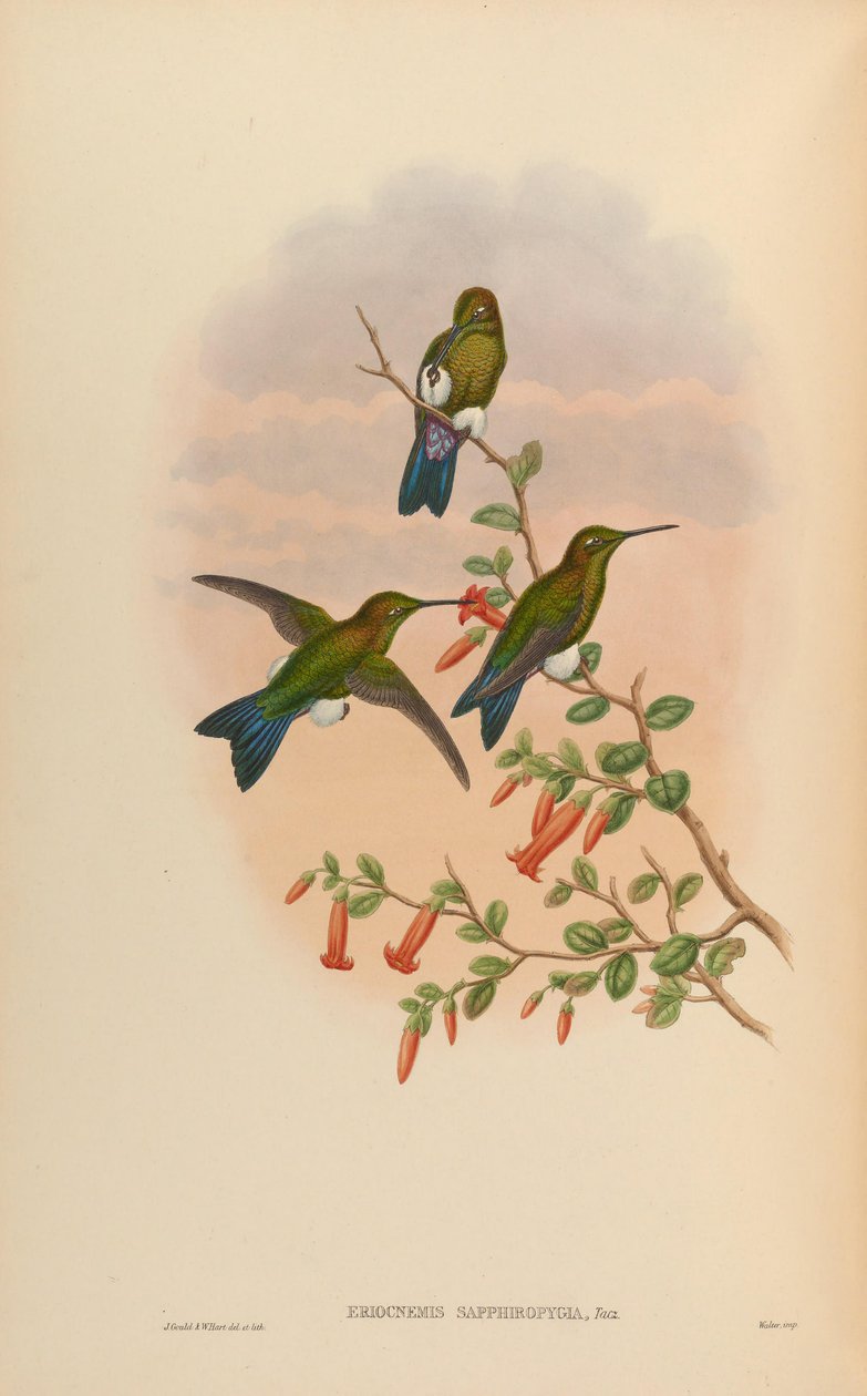 Eriocnemis sapphiropigia = Eriocnemis luciani sapphiropigia autorstwa John Gould