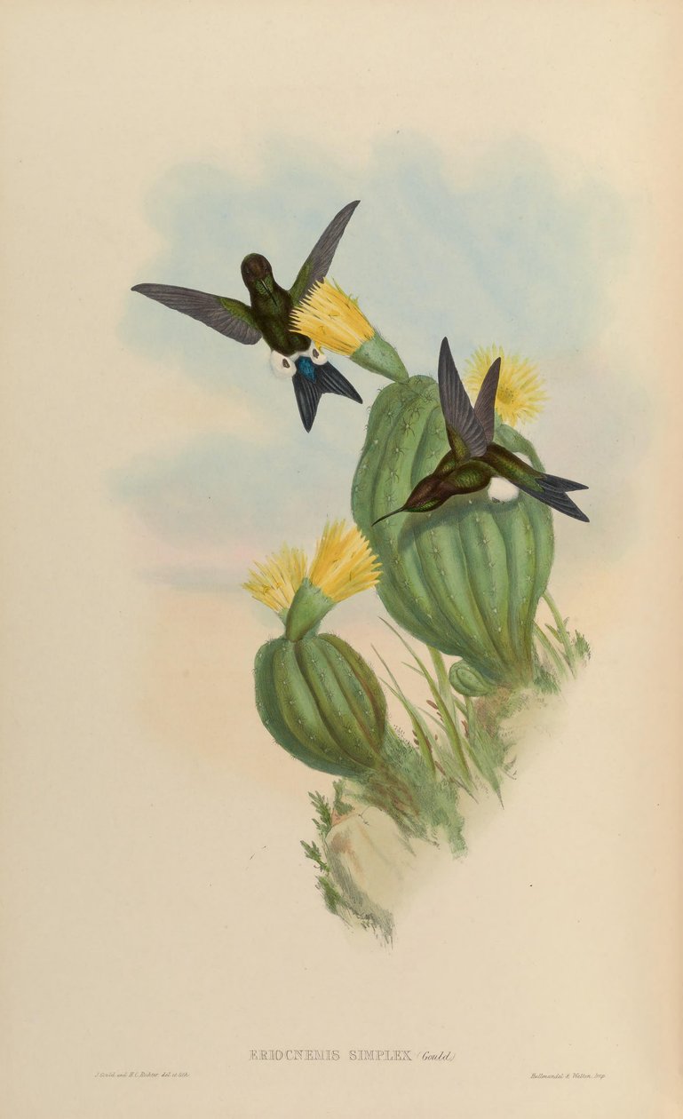 Eriocnemis simplex = Eriocnemis cupreoventris autorstwa John Gould