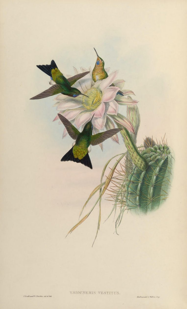Eriocnemis vestitus = Eriocnemis vestita autorstwa John Gould