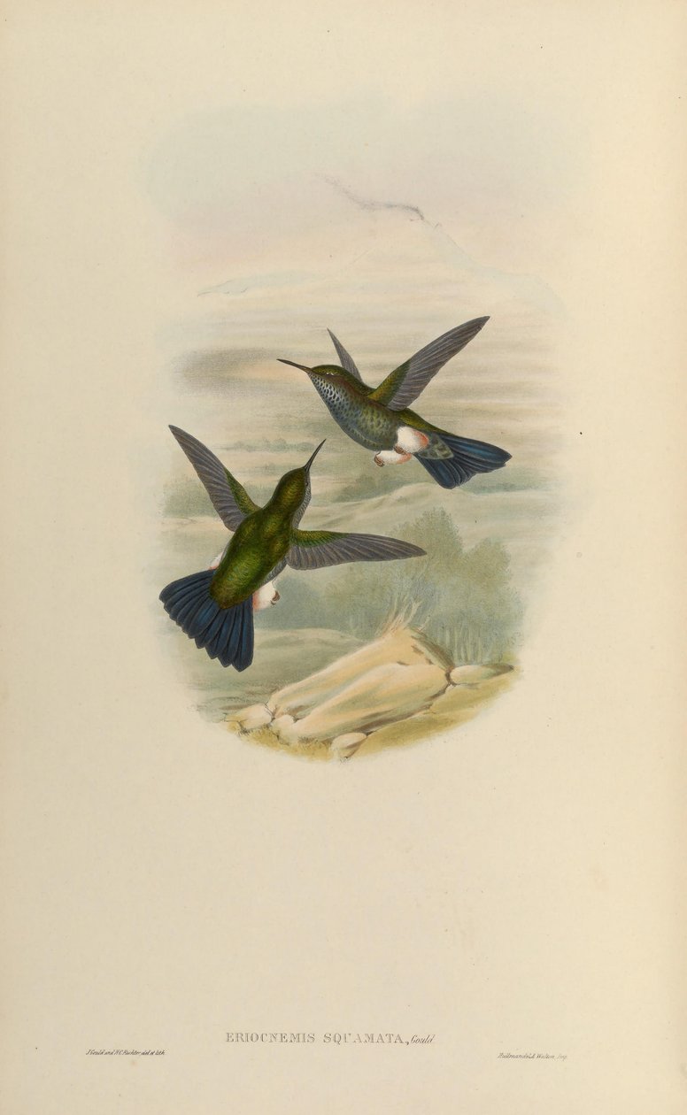 Eriocnemys lugens = Haplofaedia autorstwa John Gould