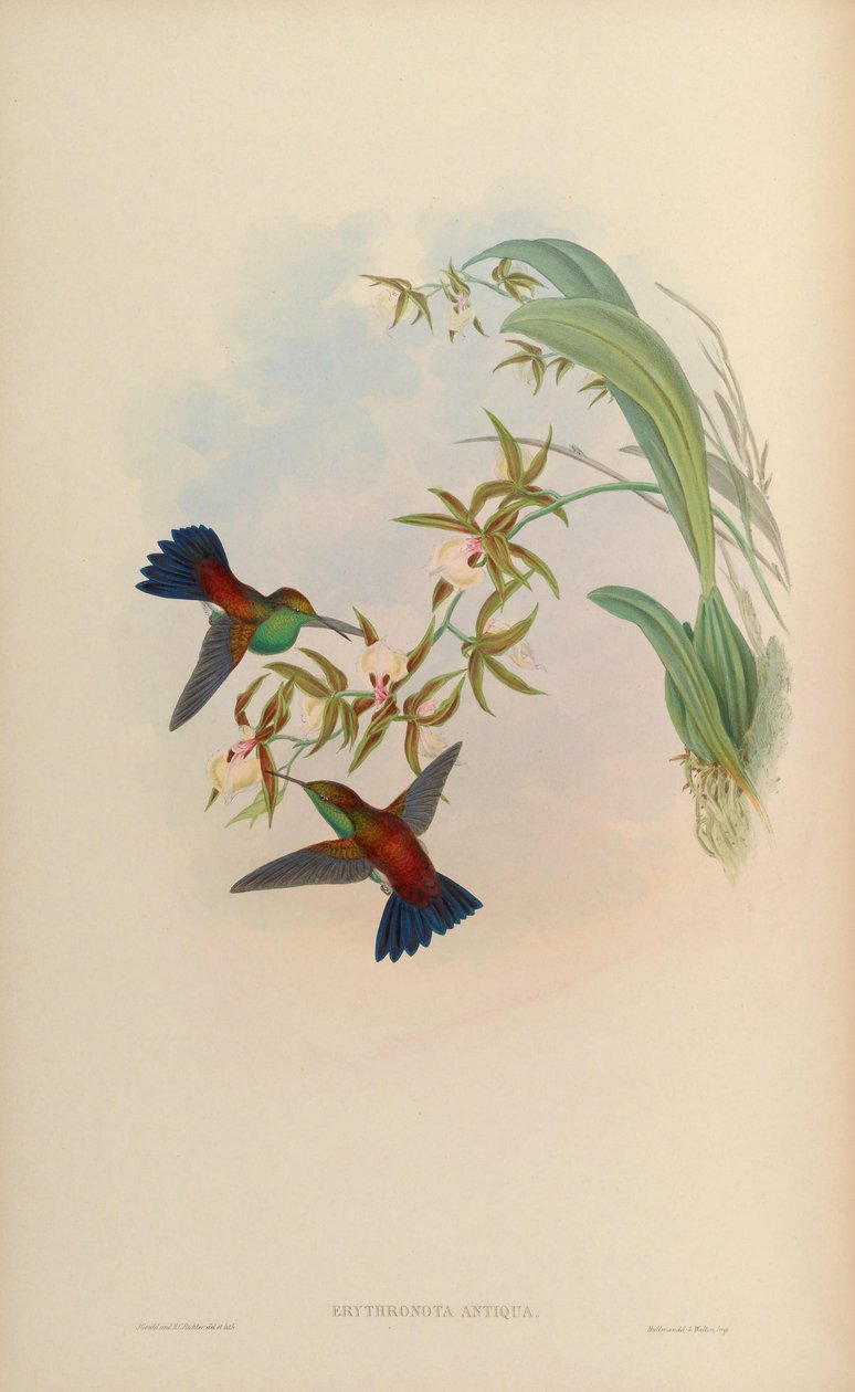 Erythronota antiqua = Amazilia tobaci erythronotos autorstwa John Gould