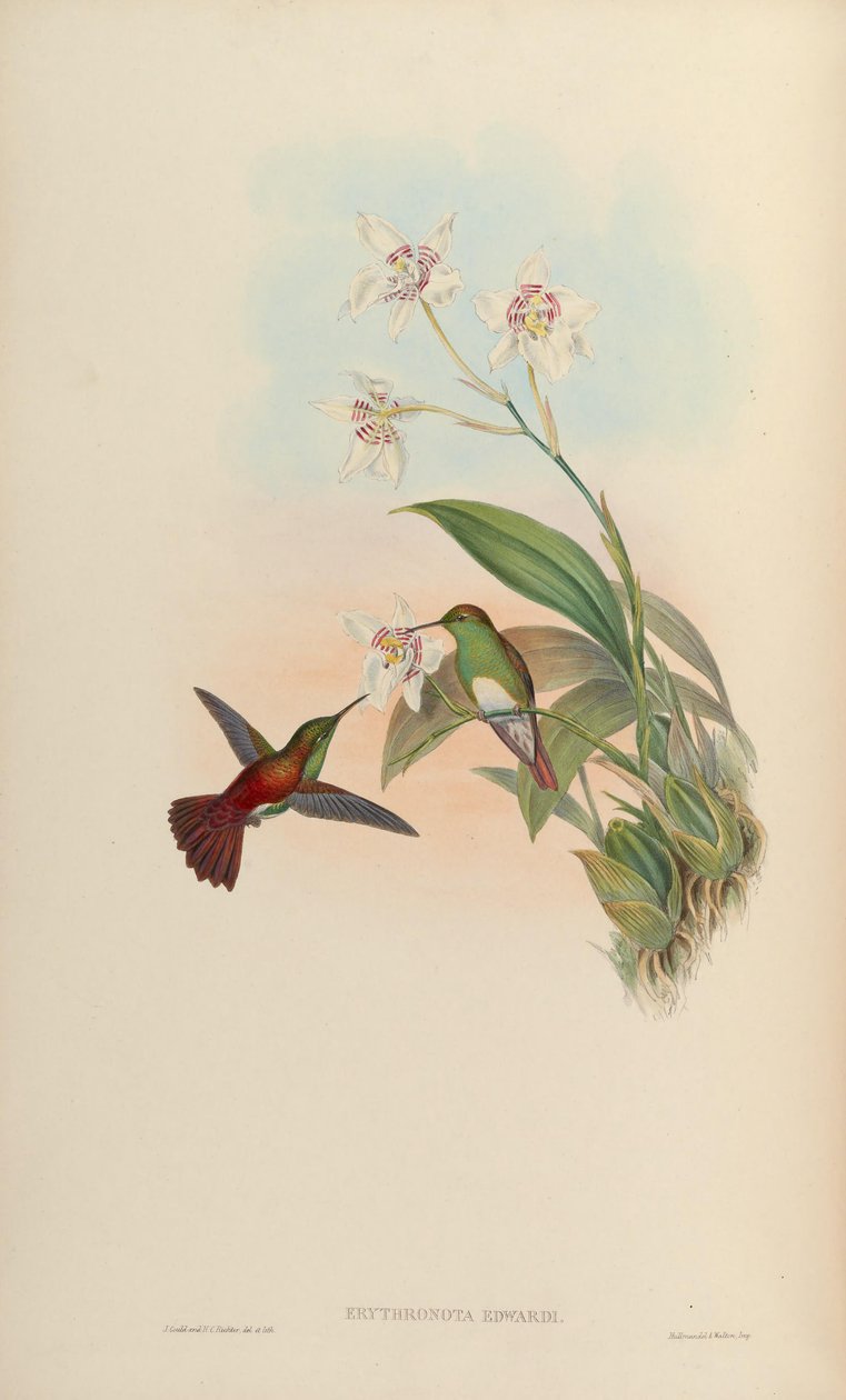 Erythronota edwardi = Amazilia edward autorstwa John Gould