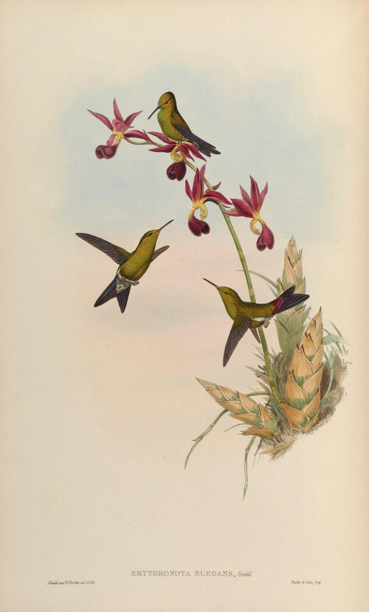 Erythronota elegans = Chlorostilbon elegans autorstwa John Gould