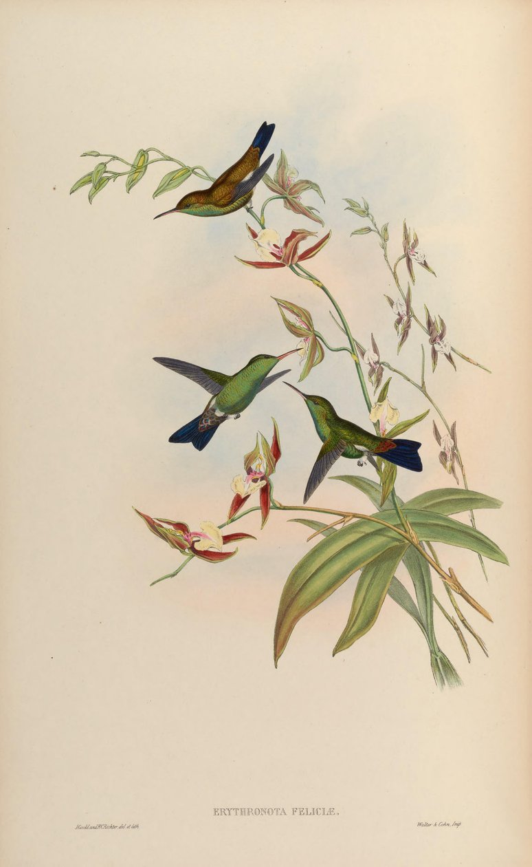Erythronota feliciae = Amazilia tobaci feliciae autorstwa John Gould