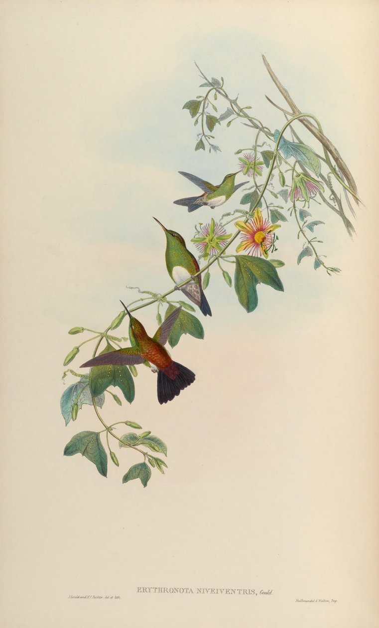 Erythronota niveiventris = Amazilia edward niveiventris autorstwa John Gould